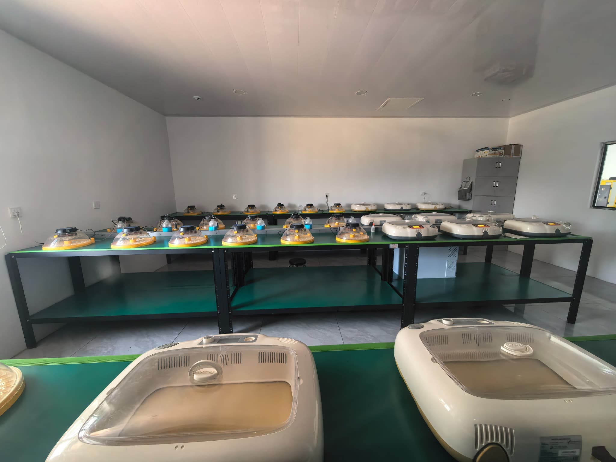 润东鹦宠孵化环境